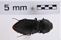 Foto (Dorsalansicht) von Selatosomus aeripennis (NHMW-ZOO-COL-0007962)